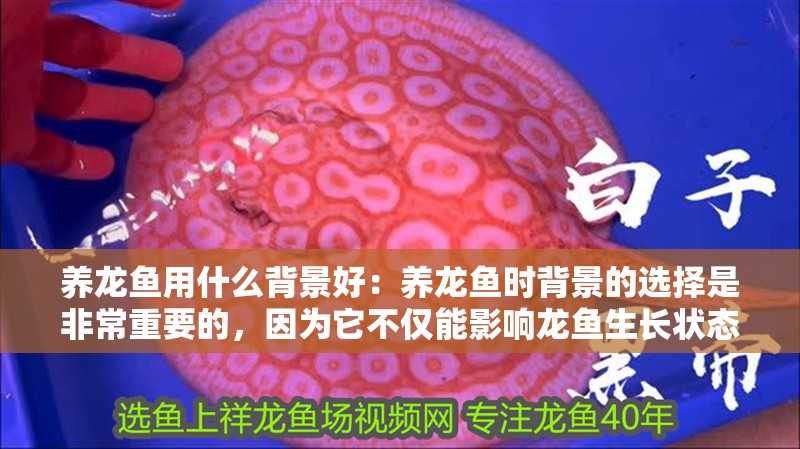養龍魚用什么背景好：養龍魚時背景的選擇是非常重要的，因為它不僅能影響龍魚生長狀態