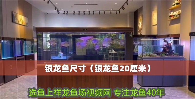 魚缸過濾器選購指南:自制魚缸過濾器魚缸上置過濾器對于養魚愛好者的必備知識 銀龍魚尺寸(銀龍魚20厘米) 銀龍魚百科 銀龍魚尺寸(銀龍魚20厘米) 銀龍魚尺寸(銀龍魚20厘米) 銀龍魚百科