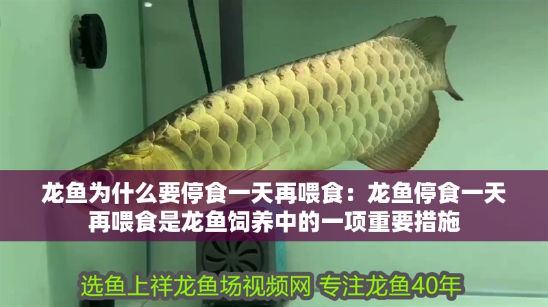 龍魚為什么要停食一天再喂食：龍魚停食一天再喂食是龍魚飼養中的一項重要措施
