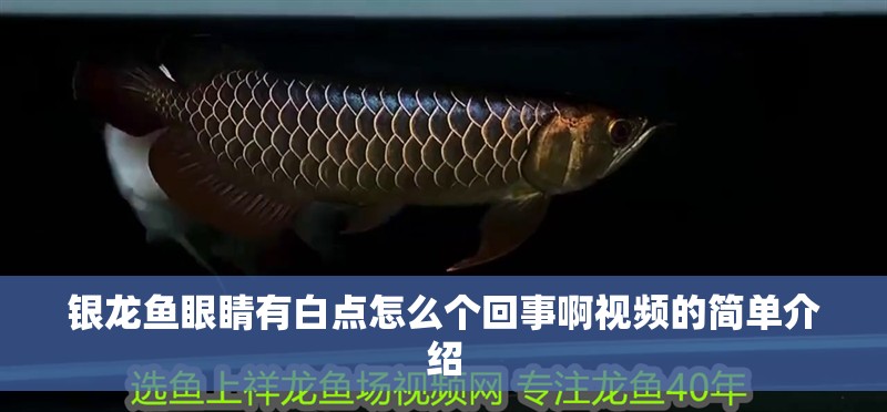 銀龍魚眼睛有白點(diǎn)怎么個(gè)回事啊視頻的簡(jiǎn)單介紹 銀龍魚眼睛有白點(diǎn)怎么個(gè)回事啊視頻的簡(jiǎn)單介紹 銀龍魚百科