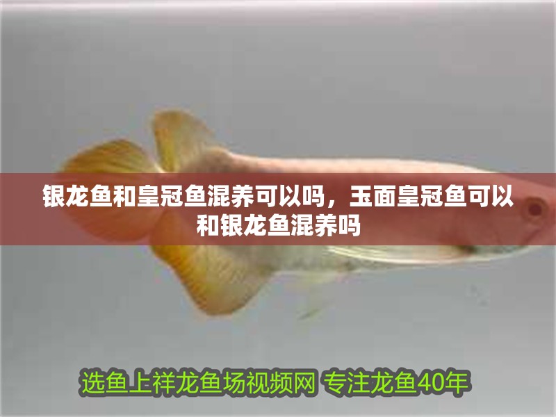銀龍魚和皇冠魚混養可以嗎，玉面皇冠魚可以和銀龍魚混養嗎
