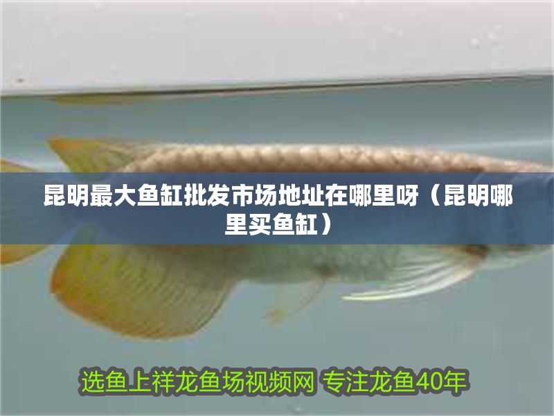 昆明最大魚缸批發市場地址在哪里呀（昆明哪里買魚缸）