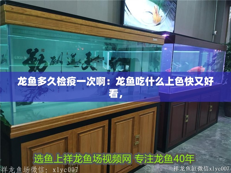 詳細閱讀:龍魚多久檢疫一次啊:龍魚吃什么上色快又好看, 龍魚多久檢疫一次啊:龍魚吃什么上色快又好看,