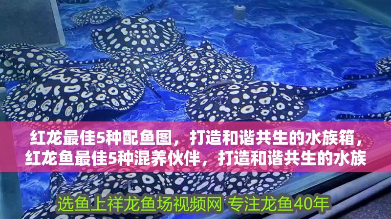 紅龍最佳5種配魚圖，打造和諧共生的水族箱，紅龍魚最佳5種混養(yǎng)伙伴，打造和諧共生的水族箱