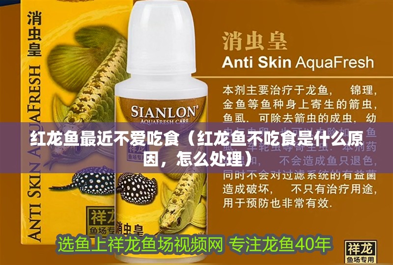 紅龍魚最近不愛吃食（紅龍魚不吃食是什么原因，怎么處理）