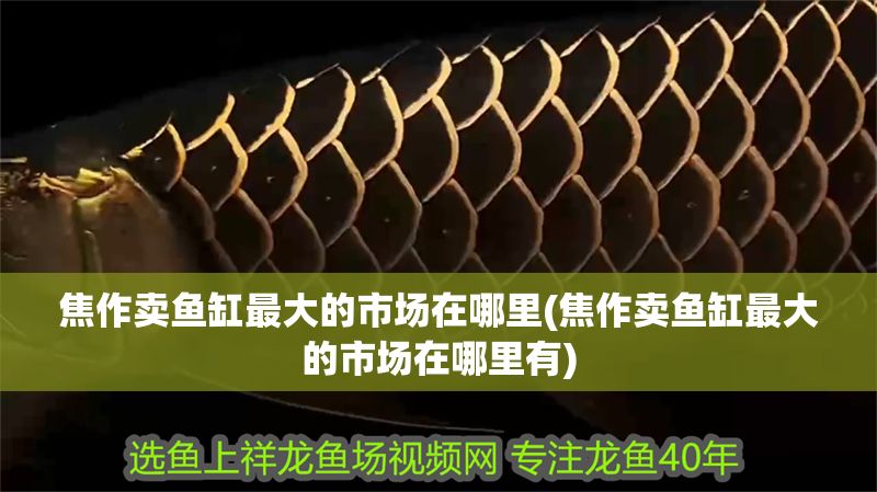 焦作賣魚缸最大的市場在哪里(焦作賣魚缸最大的市場在哪里有)