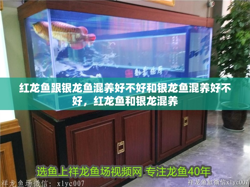 紅龍魚(yú)跟銀龍魚(yú)混養(yǎng)好不好和銀龍魚(yú)混養(yǎng)好不好，紅龍魚(yú)和銀龍混養(yǎng)