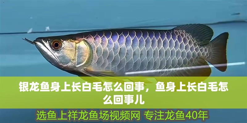銀龍魚身上長白毛怎么回事，魚身上長白毛怎么回事兒