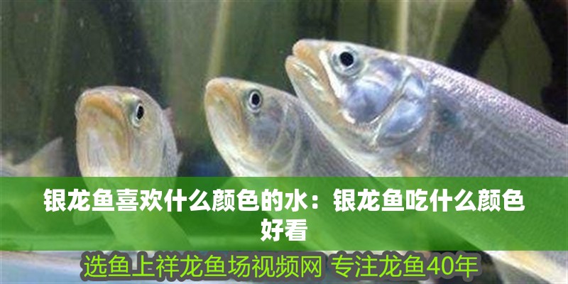 銀龍魚喜歡什么顏色的水：銀龍魚吃什么顏色好看 銀龍魚喜歡什么顏色的水：銀龍魚吃什么顏色好看 銀龍魚百科