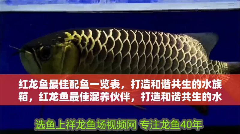紅龍魚最佳配魚一覽表，打造和諧共生的水族箱，紅龍魚最佳混養伙伴，打造和諧共生的水族箱指南