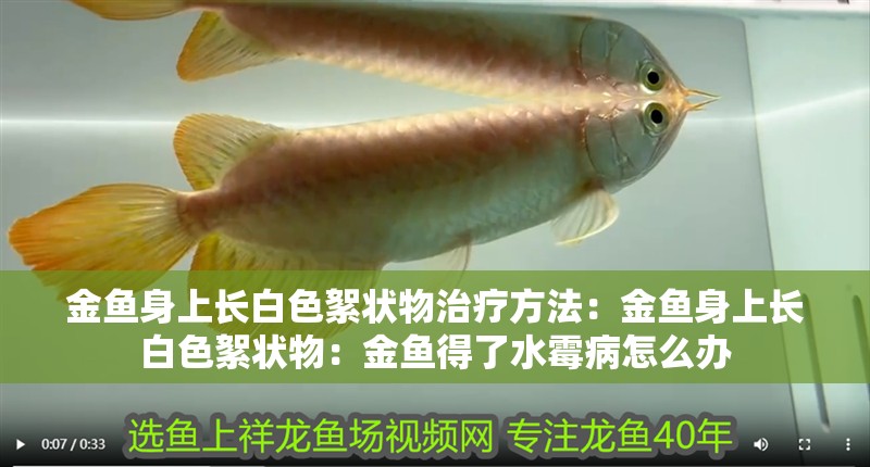 金魚(yú)身上長(zhǎng)白色絮狀物治療方法：金魚(yú)身上長(zhǎng)白色絮狀物：金魚(yú)得了水霉病怎么辦
