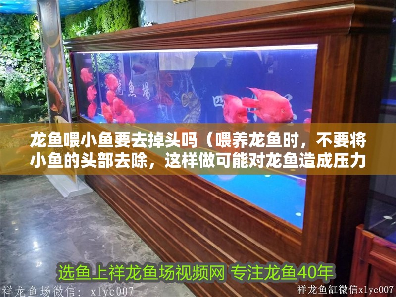 龍魚喂小魚要去掉頭嗎（喂養龍魚時，不要將小魚的頭部去除，這樣做可能對龍魚造成壓力）