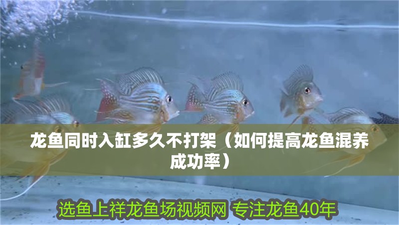 龍魚同時入缸多久不打架（如何提高龍魚混養(yǎng)成功率）