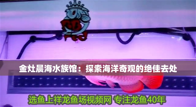 金灶晨海水族館：探索海洋奇觀的絕佳去處