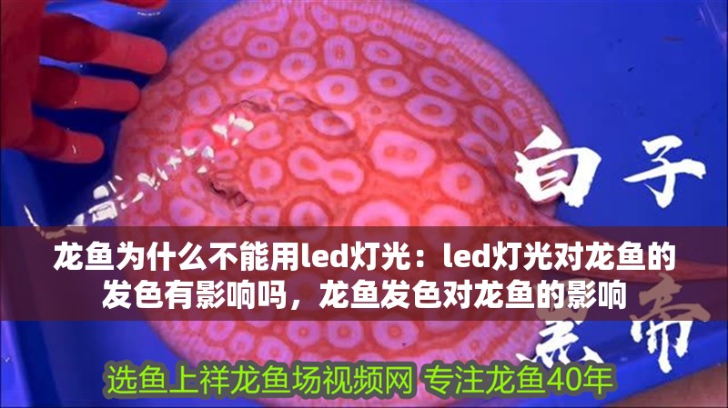 龍魚為什么不能用led燈光：led燈光對龍魚的發色有影響嗎，龍魚發色對龍魚的影響 龍魚為什么不能用led燈光：led燈光對龍魚的發色有影響嗎，龍魚發色對龍魚的影響 龍魚百科