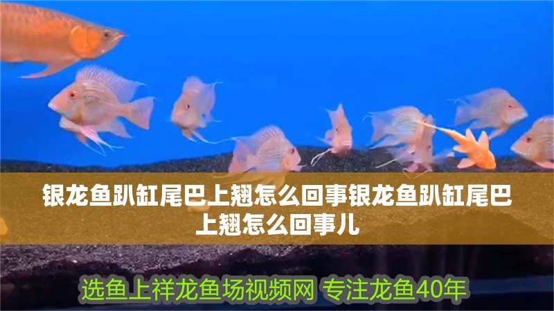 銀龍魚(yú)趴缸尾巴上翹怎么回事銀龍魚(yú)趴缸尾巴上翹怎么回事兒