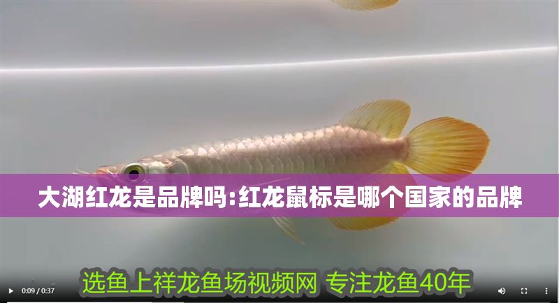 大湖紅龍是品牌嗎:紅龍鼠標是哪個國家的品牌 大湖紅龍是品牌嗎:紅龍鼠標是哪個國家的品牌 大湖紅龍魚百科 第1張