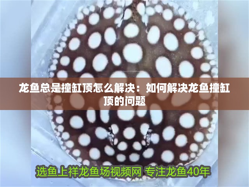 龍魚總是撞缸頂怎么解決：如何解決龍魚撞缸頂?shù)膯栴} 龍魚總是撞缸頂怎么解決：如何解決龍魚撞缸頂?shù)膯栴} 龍魚百科