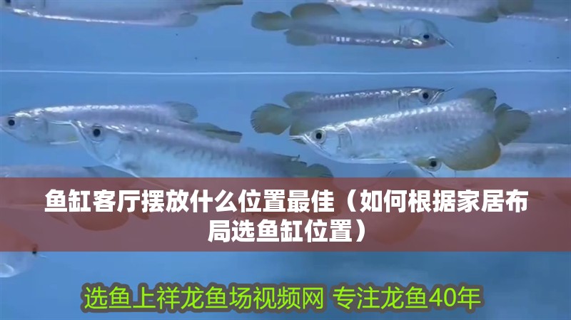 魚缸客廳擺放什么位置最佳（如何根據家居布局選魚缸位置）