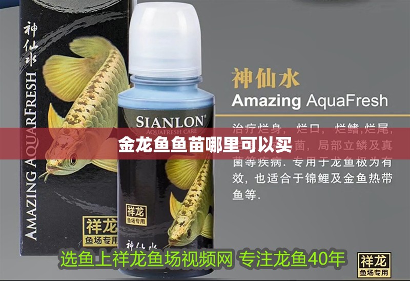 金龍魚魚苗哪里可以買