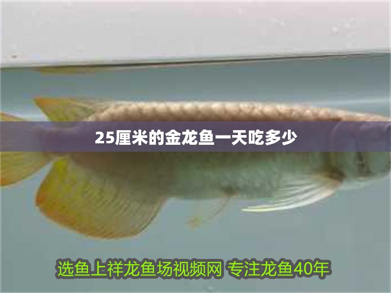 25厘米的金龍魚一天吃多少