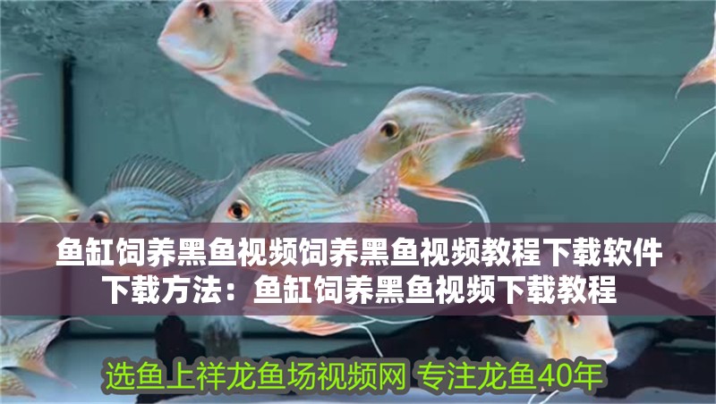 魚缸飼養黑魚視頻飼養黑魚視頻教程下載軟件下載方法：魚缸飼養黑魚視頻下載教程