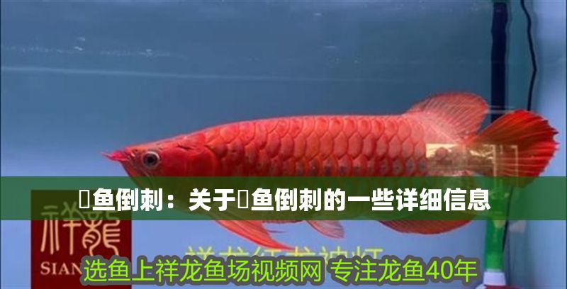 魟魚倒刺：關(guān)于魟魚倒刺的一些詳細(xì)信息