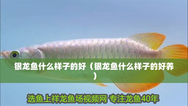 銀龍魚什么樣子的好（銀龍魚什么樣子的好養(yǎng)） 銀龍魚什么樣子的好（銀龍魚什么樣子的好養(yǎng)） 銀龍魚百科