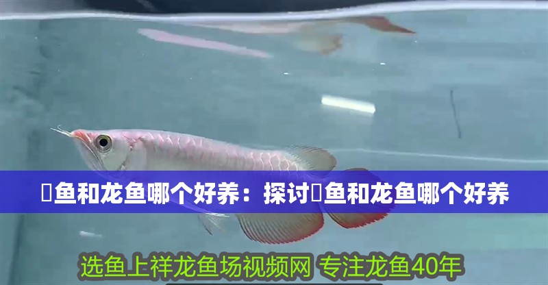 魟魚和龍魚哪個(gè)好養(yǎng)：探討魟魚和龍魚哪個(gè)好養(yǎng)