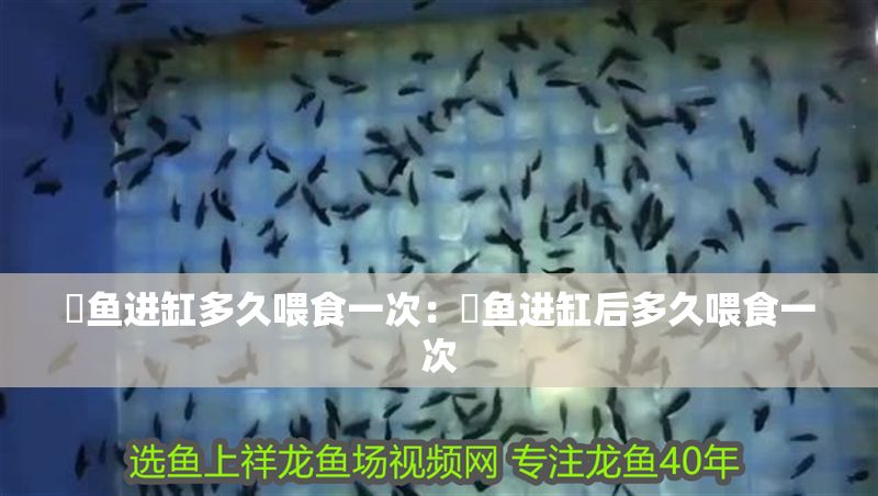 魟魚進缸多久喂食一次：魟魚進缸后多久喂食一次 魟魚進缸多久喂食一次：魟魚進缸后多久喂食一次 魟魚百科 第2張