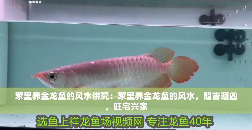 家里養(yǎng)金龍魚(yú)的風(fēng)水講究：家里養(yǎng)金龍魚(yú)的風(fēng)水，趨吉避兇，旺宅興家