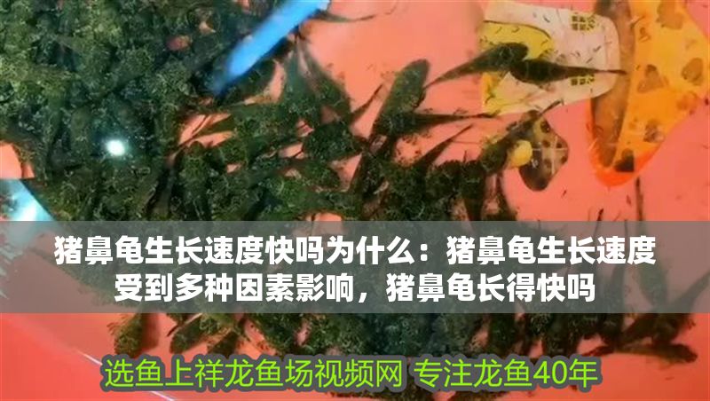 豬鼻龜生長速度快嗎為什么：豬鼻龜生長速度受到多種因素影響，豬鼻龜長得快嗎 豬鼻龜生長速度快嗎為什么：豬鼻龜生長速度受到多種因素影響，豬鼻龜長得快嗎 豬鼻龜百科 第1張