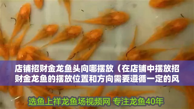 店鋪招財金龍魚頭向哪擺放（在店鋪中擺放招財金龍魚的擺放位置和方向需要遵循一定的風水原則）