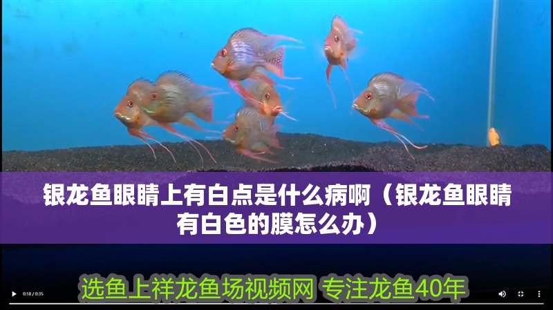 銀龍魚眼睛上有白點是什么病?。ㄣy龍魚眼睛有白色的膜怎么辦） 銀龍魚眼睛上有白點是什么病?。ㄣy龍魚眼睛有白色的膜怎么辦） 銀龍魚百科