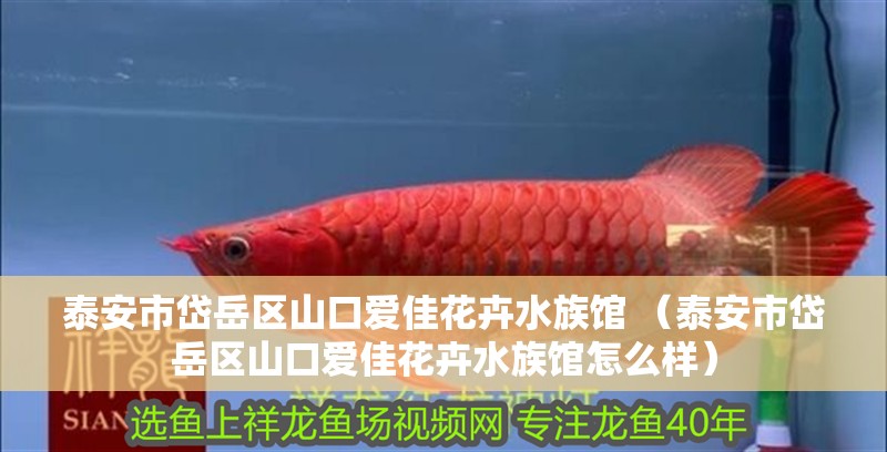 <strong><mark>泰安</mark></strong>市岱岳區山口愛佳花卉水族館 （<strong><mark>泰安</mark></strong>市岱岳區山口愛佳花卉水族館怎么樣）