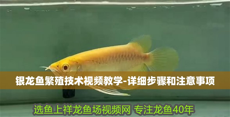龍魚怕什么 銀龍魚繁殖技術視頻教學-詳細步驟和注意事項 銀龍魚百科 銀龍魚繁殖技術視頻教學-詳細步驟和注意事項 銀龍魚繁殖技術視頻教學-詳細步驟和注意事項 銀龍魚百科