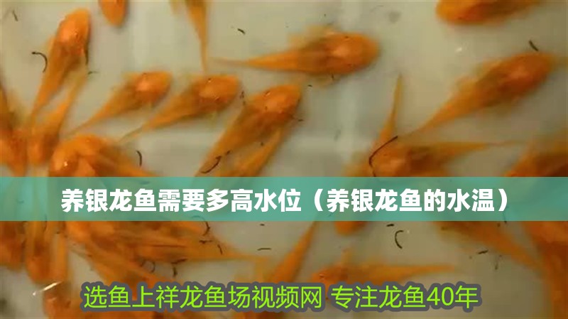 養銀龍魚需要多高水位（養銀龍魚的水溫） 養銀龍魚需要多高水位（養銀龍魚的水溫） 銀龍魚百科