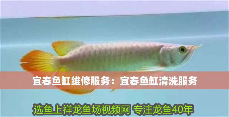 宜春魚缸維修服務：宜春魚缸清洗服務