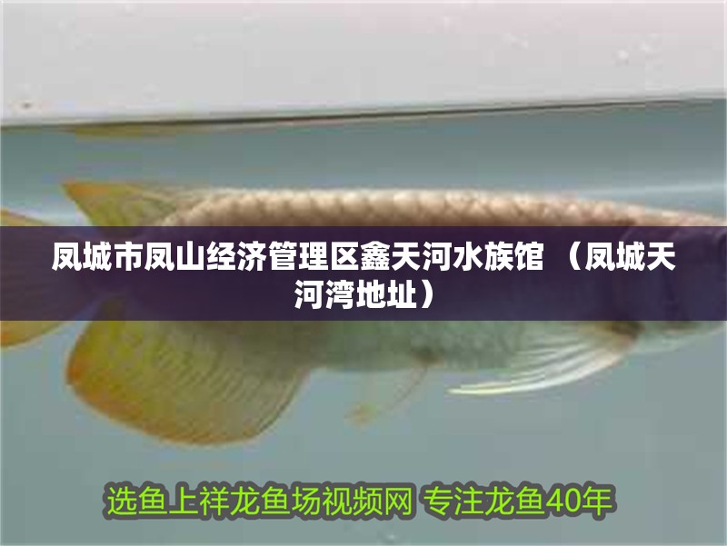 銀龍魚圖片大全素描畫法(銀龍魚的簡筆畫) 鳳城市鳳山經濟管理區鑫天河水族館 (鳳城天河灣地址) 全國水族館企業名錄 鳳城市鳳山經濟管理區鑫天河水族館 (鳳城天河灣地址) 鳳城市鳳山經濟管理區鑫天河水族館 (鳳城天河灣地址) 全國水族館企業名錄