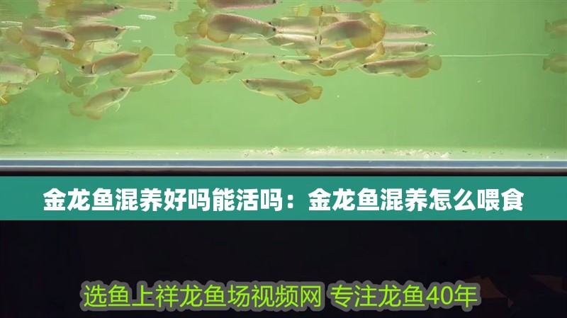 魚缸用增氧泵價(jià)格是多少:魚缸增氧機(jī)-xtrac增氧機(jī)-xtrac增氧機(jī) 金龍魚混養(yǎng)好嗎能活嗎:金龍魚混養(yǎng)怎么喂食 龍魚百科 金龍魚混養(yǎng)好嗎能活嗎:金龍魚混養(yǎng)怎么喂食 金龍魚混養(yǎng)好嗎能活嗎:金龍魚混養(yǎng)怎么喂食 龍魚百科