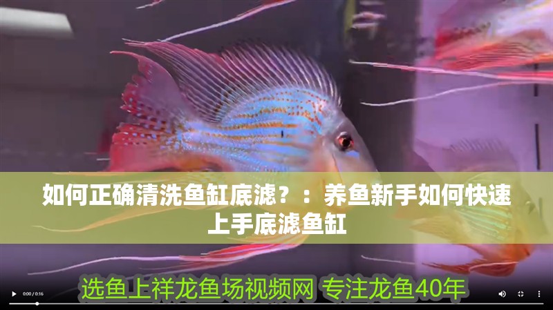 如何正確清洗魚缸底濾？：養(yǎng)魚新手如何快速上手底濾魚缸