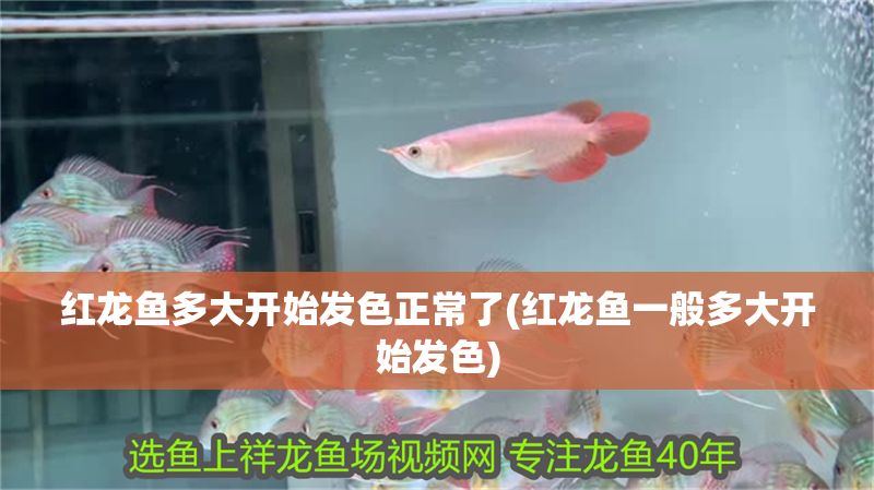紅龍魚多大開始發色正常了(紅龍魚一般多大開始發色)