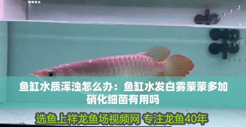 魚缸水質(zhì)渾濁怎么辦：魚缸水發(fā)白霧蒙蒙多加硝化細(xì)菌有用嗎 魚缸水質(zhì)渾濁怎么辦：魚缸水發(fā)白霧蒙蒙多加硝化細(xì)菌有用嗎 魚缸百科