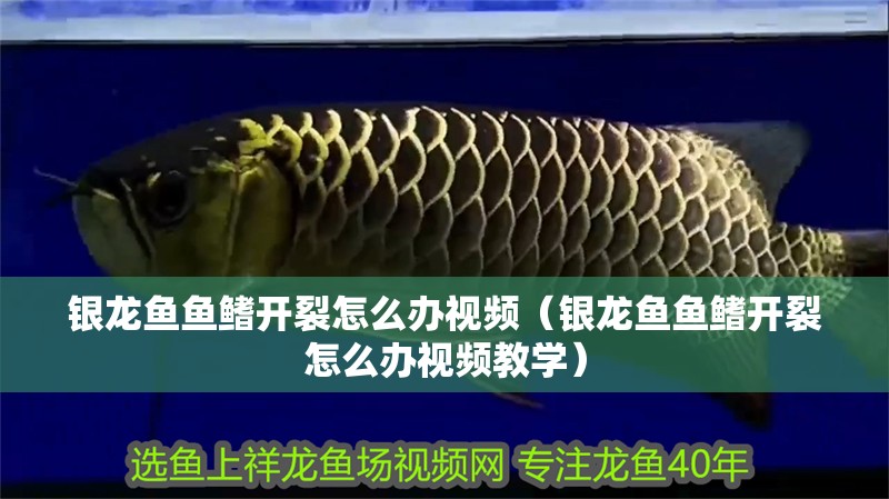 銀龍魚魚鰭開裂怎么辦視頻（銀龍魚魚鰭開裂怎么辦視頻教學）