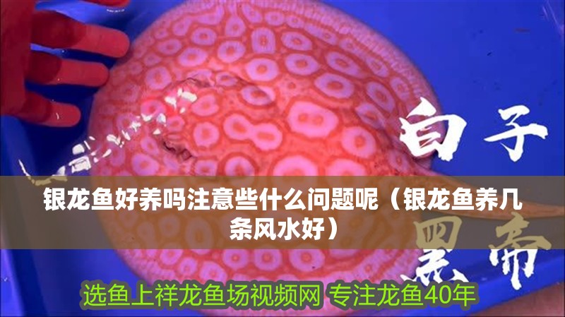 銀龍魚好養嗎注意些什么問題呢（銀龍魚養幾條風水好）