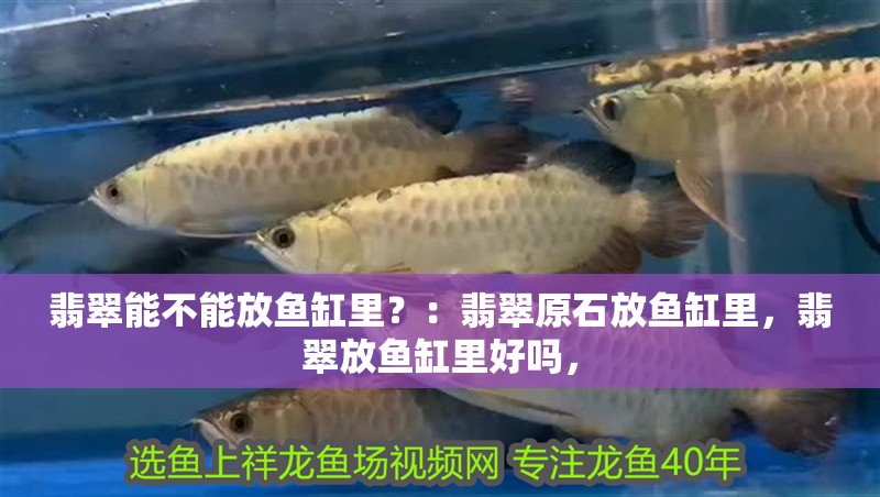 翡翠能不能放魚缸里？：翡翠原石放魚缸里，翡翠放魚缸里好嗎，