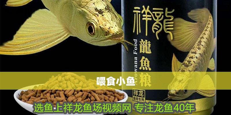 喂食小魚