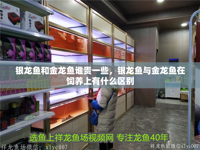 銀龍魚和金龍魚誰貴一些，銀龍魚與金龍魚在飼養上有什么區別 銀龍魚和金龍魚誰貴一些，銀龍魚與金龍魚在飼養上有什么區別 銀龍魚百科