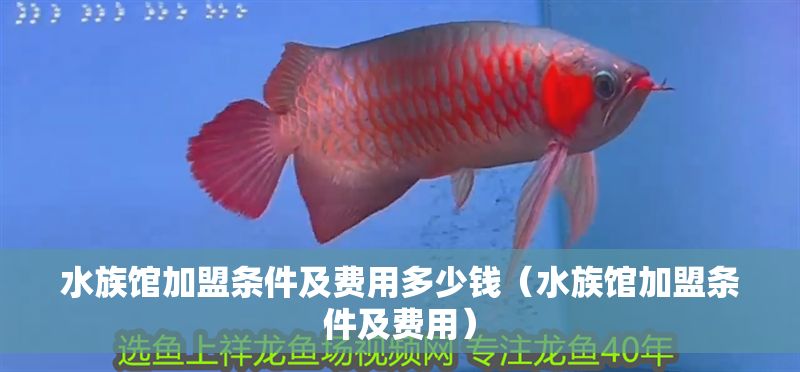 水族館加盟條件及費用多少錢（水族館加盟條件及費用）