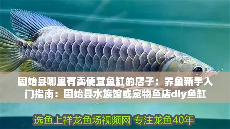 固始縣哪里有賣便宜魚缸的店子：養魚新手入門指南：固始縣水族館或寵物魚店diy魚缸